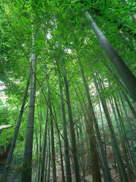 Hakone Tokinoshizuku Otel Dış mekan fotoğraf Bamboo forest